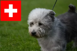 Lees meer over het artikel Irish Glen of Imaal Terrier fokkers en puppies in Zwitserland