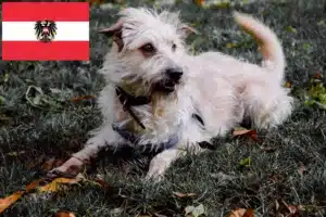 Lees meer over het artikel Irish Glen of Imaal Terrier fokkers en puppies in Oostenrijk