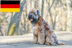 Lees meer over het artikel Ierse Soft Coated Wheaten Terrier fokkers en puppies in Duitsland