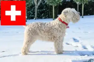 Lees meer over het artikel Ierse Soft Coated Wheaten Terrier fokkers en puppies in Zwitserland