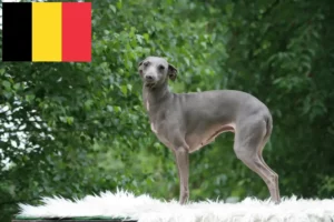 Lees meer over het artikel Italiaanse windgong fokkers en puppies in België