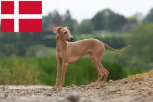 Lees meer over het artikel Italiaanse windgong fokkers en puppies in Denemarken