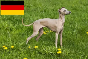 Lees meer over het artikel Italiaanse windgong fokkers en puppies in Duitsland
