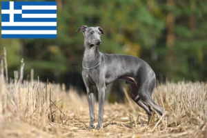 Lees meer over het artikel Italiaanse windgong fokkers en puppies in Griekenland
