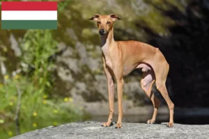 Lees meer over het artikel Italiaanse windgong fokkers en puppies in Hongarije