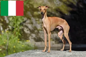 Lees meer over het artikel Italiaanse windgong fokkers en puppies in Italië