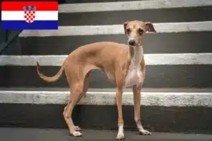 Lees meer over het artikel Italiaanse windgong fokkers en puppies in Kroatië