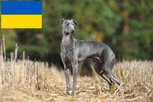 Lees meer over het artikel Italiaanse windgong fokkers en puppies in Oekraïne