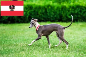 Lees meer over het artikel Italiaanse windgong fokkers en puppies in Oostenrijk
