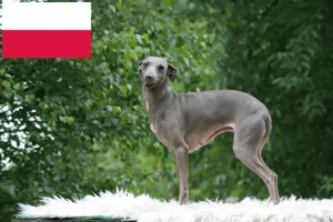 Lees meer over het artikel Italiaanse windgong fokkers en puppies in Polen