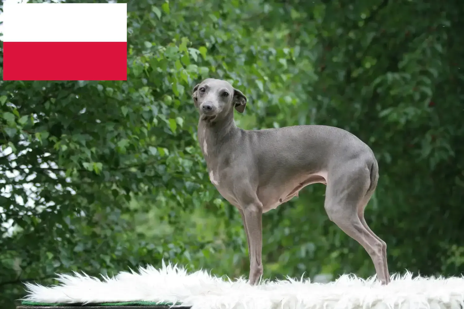 Italiaanse windklok puppy's en fokker Polen Hier vind je Italiaanse windgongfokkers in Polen.