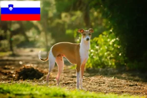Lees meer over het artikel Italiaanse windgong fokkers en puppies in Slovenië