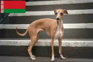 Lees meer over het artikel Italiaanse windgong fokkers en puppies in Wit-Rusland
