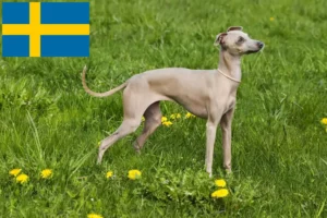 Lees meer over het artikel Italiaanse windgong fokkers en puppies in Zweden
