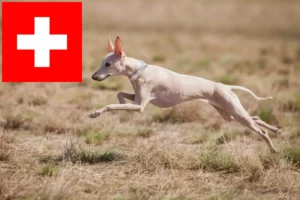 Lees meer over het artikel Italiaanse windgong fokkers en puppies in Zwitserland