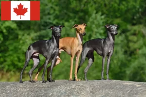 Lees meer over het artikel Italiaanse windklok fokkers en puppies in Canada