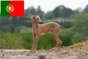 Lees meer over het artikel Italiaanse windgong fokkers en puppies in Portugal