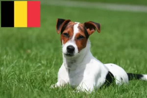 Lees meer over het artikel Jack Russell fokkers en puppy’s in België