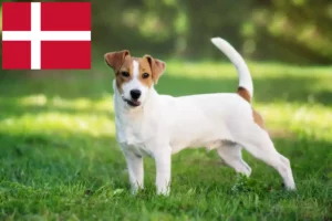 Lees meer over het artikel Jack Russell fokkers en pups in Denemarken