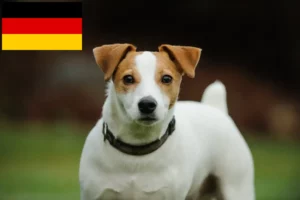 Lees meer over het artikel Jack Russell fokkers en puppy’s in Duitsland