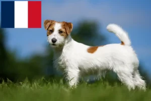 Lees meer over het artikel Jack Russell fokkers en puppy’s in Frankrijk
