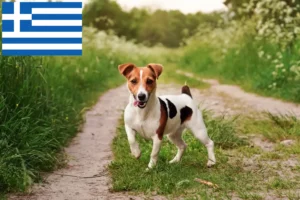 Lees meer over het artikel Jack Russell fokkers en puppy’s in Griekenland