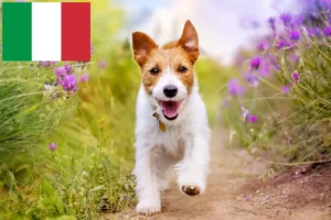 Lees meer over het artikel Jack Russell fokkers en puppy’s in Italië