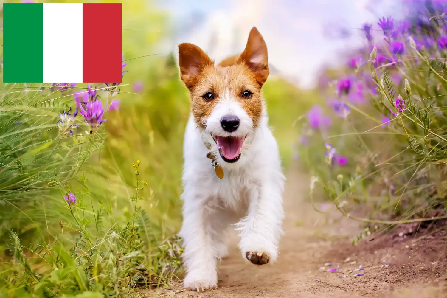 Lees meer over het artikel Jack Russell fokkers en puppy’s in Italië