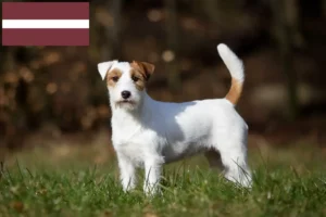 Lees meer over het artikel Jack Russell fokkers en pups in Letland