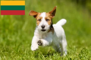 Lees meer over het artikel Jack Russell fokkers en pups in Litouwen