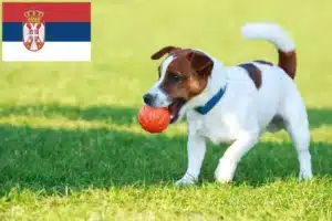Lees meer over het artikel Jack Russell fokkers en puppy’s in Servië
