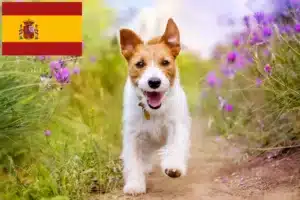 Lees meer over het artikel Jack Russell fokkers en puppy’s in Spanje