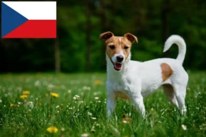 Lees meer over het artikel Jack Russell fokkers en puppy’s in Tsjechië