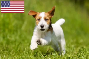 Lees meer over het artikel Jack Russell fokkers en puppy’s in de VS