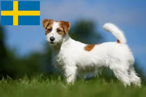 Lees meer over het artikel Jack Russell fokkers en puppy’s in Zweden