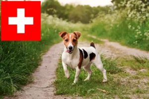 Lees meer over het artikel Jack Russell fokkers en puppy’s in Zwitserland