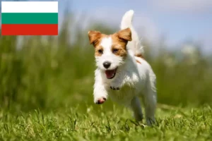 Lees meer over het artikel Jack Russell fokkers en puppy’s in Bulgarije