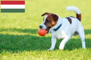 Lees meer over het artikel Jack Russell fokkers en puppy’s in Hongarije