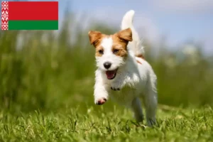 Lees meer over het artikel Jack Russell fokkers en puppy’s in Wit-Rusland
