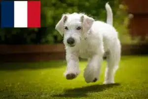 Lees meer over het artikel Jackapoo fokkers en pups in Frankrijk