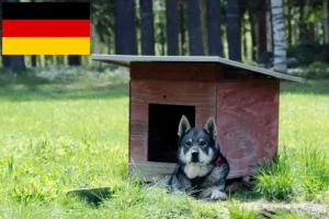 Lees meer over het artikel Jämthund fokkers en pups in Duitsland