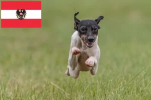 Lees meer over het artikel Japanse Terrier fokkers en pups in Oostenrijk