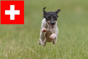 Lees meer over het artikel Japanse Terrier fokkers en pups in Zwitserland
