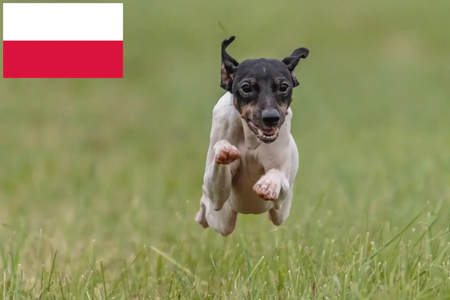 Japanse Terrier puppies en fokkers Polen Vind hier Japanse Terrier fokkers in Polen.