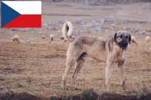 Lees meer over het artikel Kangal fokkers en puppy’s in Tsjechië