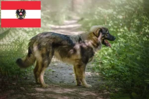 Lees meer over het artikel Karst Herdershond fokkers en pups in Oostenrijk