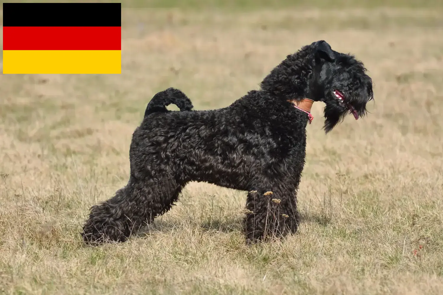 Lees meer over het artikel Kerry Blue Terrier fokkers en puppies in Duitsland