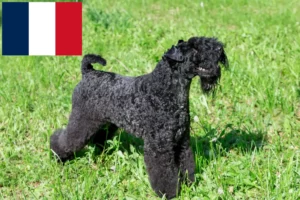 Lees meer over het artikel Kerry Blue Terrier fokkers en puppies in Frankrijk