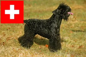 Lees meer over het artikel Kerry Blue Terrier fokkers en puppies in Zwitserland