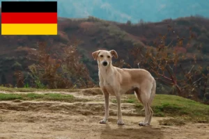 Lees meer over het artikel Kritikos Lagonikos fokkers en pups in Duitsland